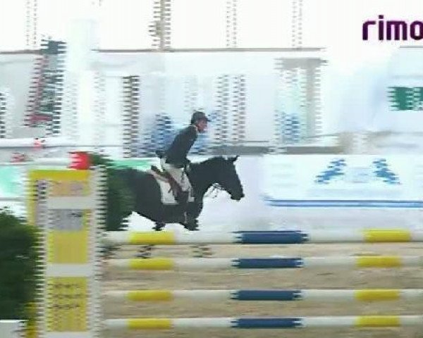 Zuchtstute Amania III (Oldenburger, 2004, von Amani)