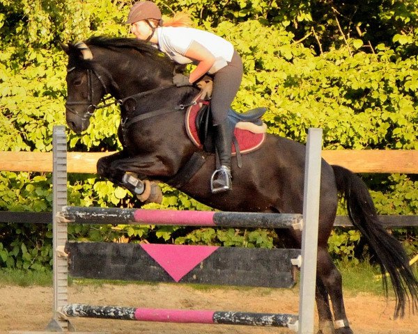 jumper Baron (New Forest Pony, 1999, from Nieuwmoeds Patrick)