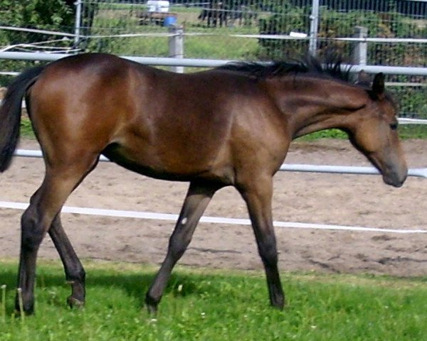 broodmare Quiry (German Sport Horse, 2011, from Quadroneur)