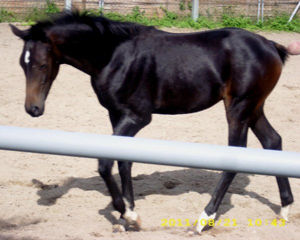 horse Queen's Quintina (German Sport Horse, 2011, from Quadroneur)