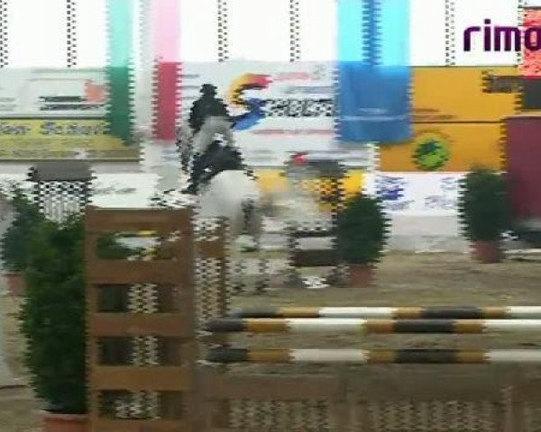 Springpferd Presco S (KWPN (Niederländisches Warmblut), 1997, von Corland)