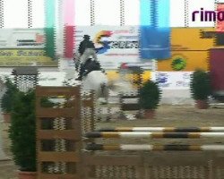 jumper Presco S (KWPN (Royal Dutch Sporthorse), 1997, from Corland)