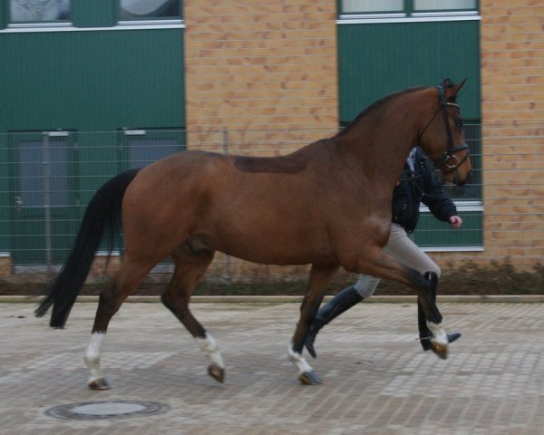 horse Shakespeare 74 (Oldenburg, 2006, from Samarant)