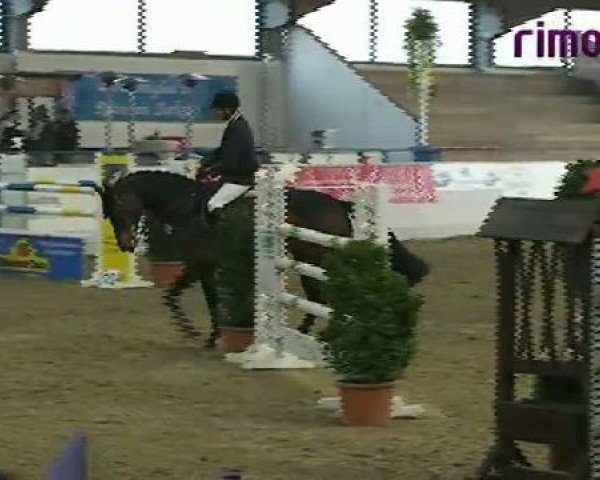 Springpferd Trance H (Holsteiner, 2003, von Acord II)