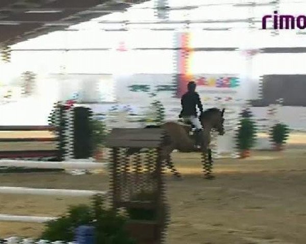 stallion Camerad (German Warmblood, 1999, from Consens)