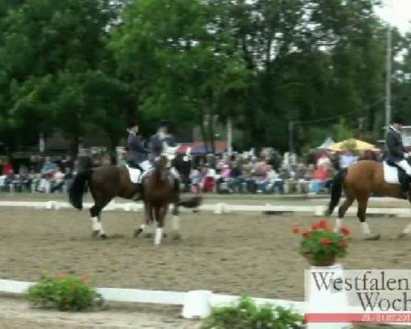 jumper Ragazzo Elegante (Rhinelander, 2003, from Rosenkoenig)