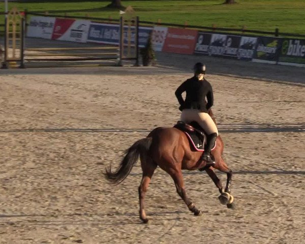 Reitturnier Westergellersen 2022