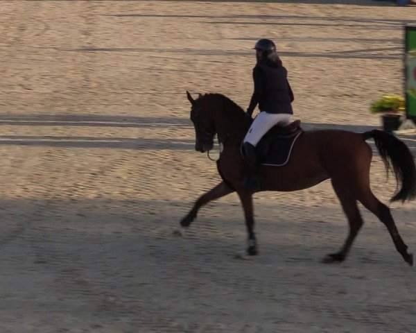 Reitturnier Westergellersen 2022