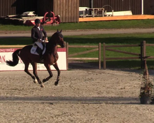 Reitturnier Westergellersen 2022