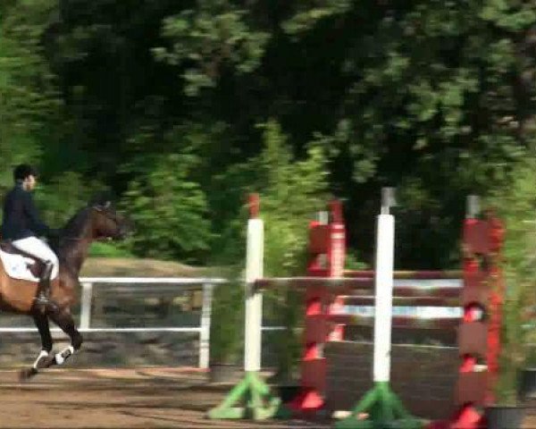 stallion Lew (Westphalian, 2002, from Lancer III)