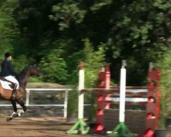 stallion Lew (Westphalian, 2002, from Lancer III)