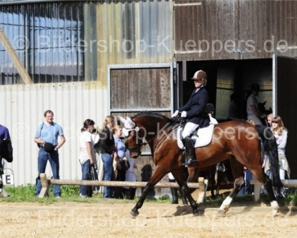 dressage horse Vincent (Heavy Warmblood, 1995, from Valerius Mo 1478)