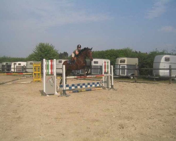 Springpferd Royal Sunshine 2 (Oldenburger, 2001, von Roadster) Springpferd Royal Sunshine 2 (Oldenburger, 2001, von Roadster)