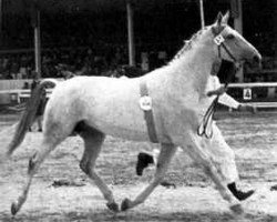 broodmare Worms (Hanoverian, 1960, from Wohlan)