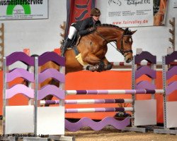Springpferd Akira (Deutsches Sportpferd, 2006, von Arezzo)
