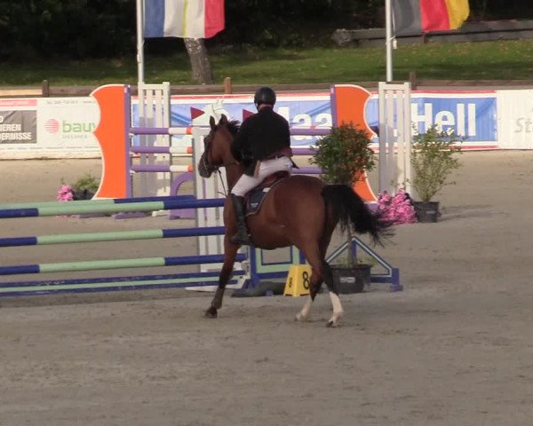 Reitturnier Westergellersen 2022