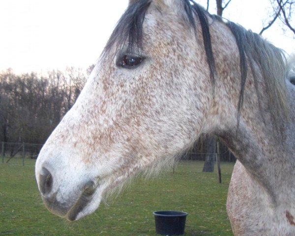 Zuchtstute Landlady (Zweibrücker, 2003, von Limited Edition)