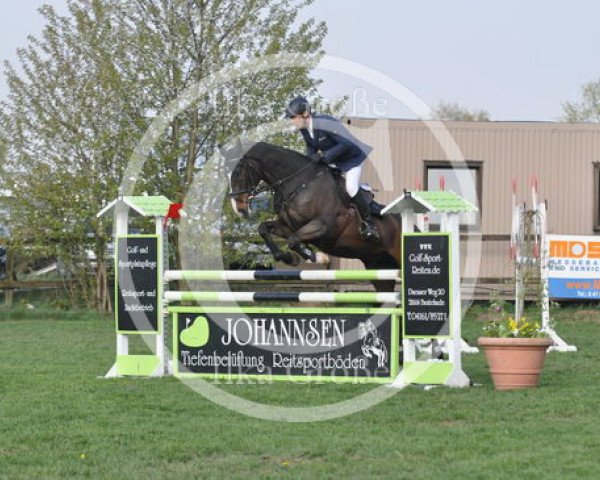 Springpferd Canley Vale PKB (Holsteiner, 2003, von Caretino)
