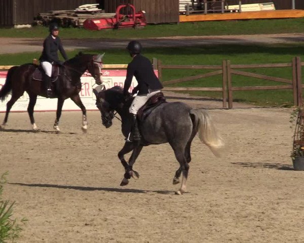 Reitturnier Westergellersen 2022