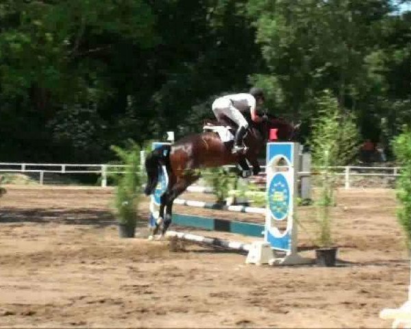 jumper Champ 204 (German Sport Horse, 2007, from Chello II)
