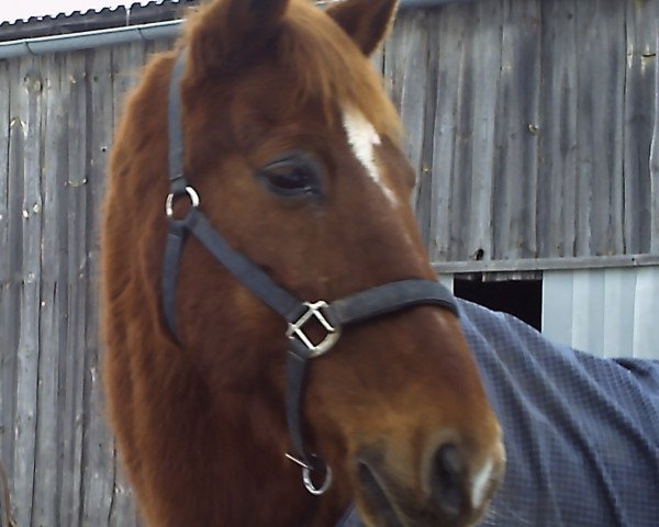 jumper Rockefeller (Hessian Warmblood, 1990, from Rasant)