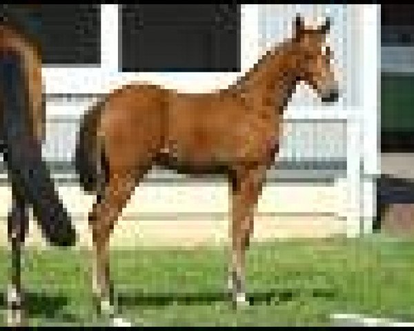jumper Cathleen 39 (Oldenburg, 2011, from Chap 47)