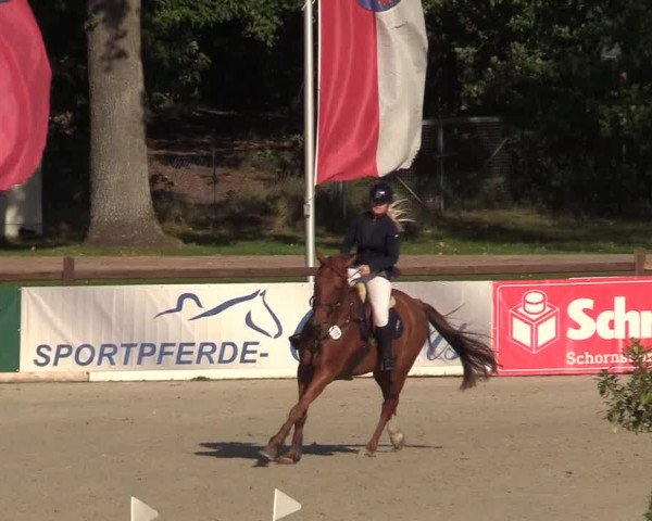 Reitturnier Westergellersen 2022
