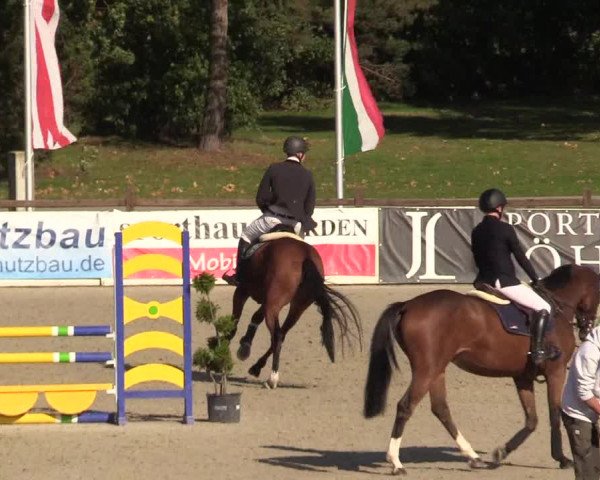 Reitturnier Westergellersen 2022
