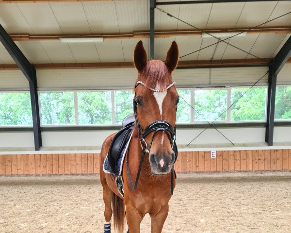dressage horse Ludwig der XIV. (Hanoverian, 2018, from Livaldon) dressage horse Ludwig der XIV. (Hanoverian, 2018, from Livaldon)