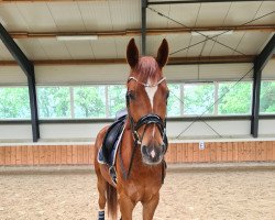 dressage horse Ludwig der XIV. (Hanoverian, 2018, from Livaldon)