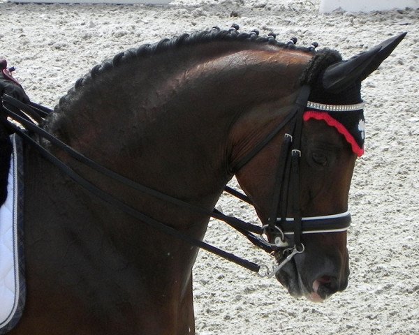 Dressurpferd Eremo del Castegno (Sella Italiano, 2001, von Rohdiamant)