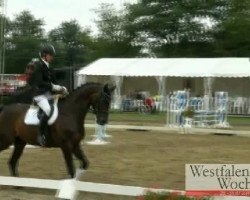 dressage horse Romina As (Westphalian, 2006, from Riccione)