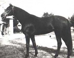 Deckhengst Branibor ox (Vollblutaraber, 1958, von Arcus ox)