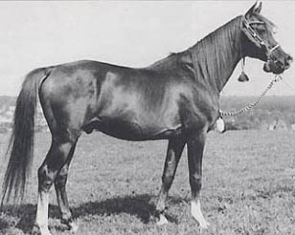 stallion Grande ben Afas II B 73 ox (Arabian purebred, 1971, from Abu Afas 1947 ox)