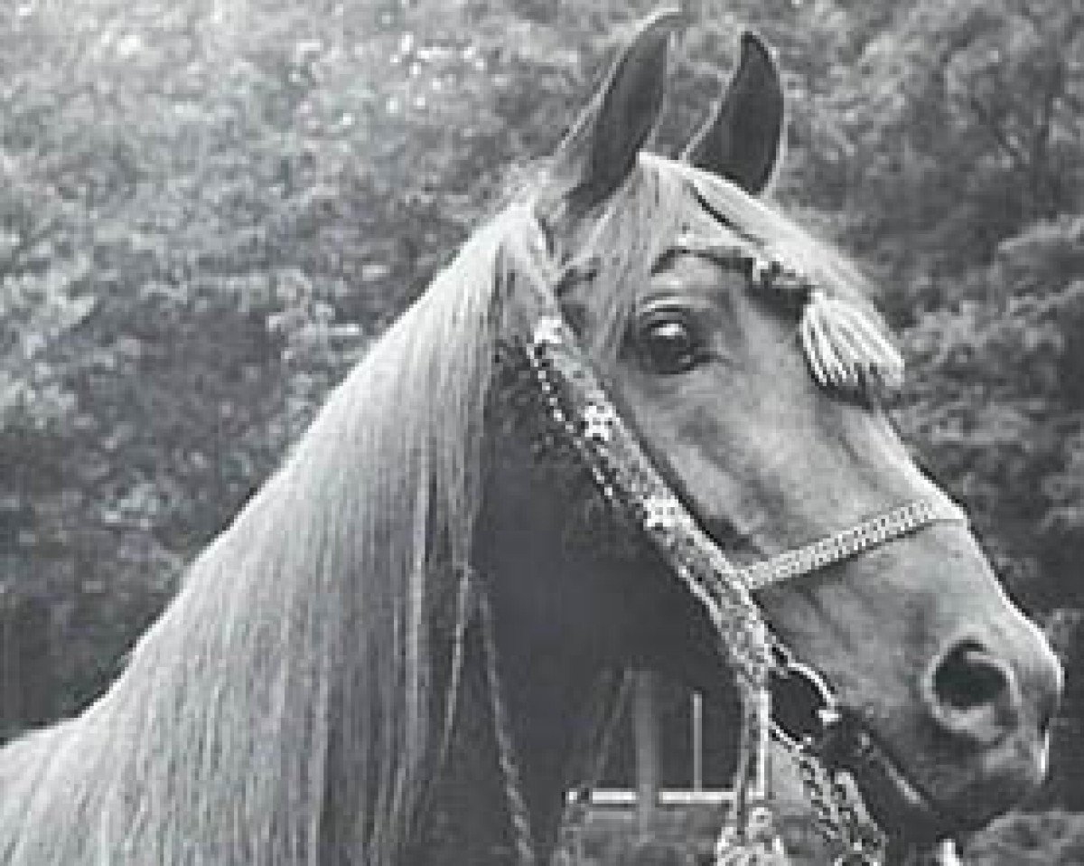 stallion Galba ben Afas ox (Arabian purebred, 1968, from Abu Afas 1947 ox)