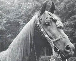 stallion Galba ben Afas ox (Arabian purebred, 1968, from Abu Afas 1947 ox)