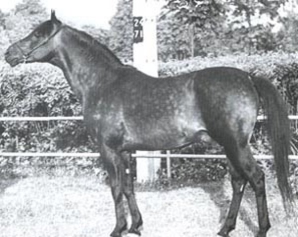 stallion Ego ox (Arabian purebred, 1959, from Comet 1953 ox)