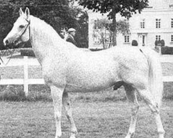 stallion Bilbao ox (Arabian purebred, 1960, from Comet 1953 ox)