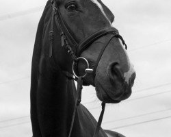 Zuchtstute Lady Noblesse (Westfale, 2001)