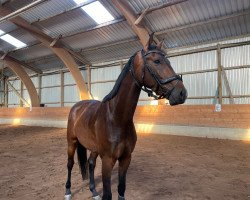 Pferd Goldbube 41 (Westfale, 2018, von Goldberg)