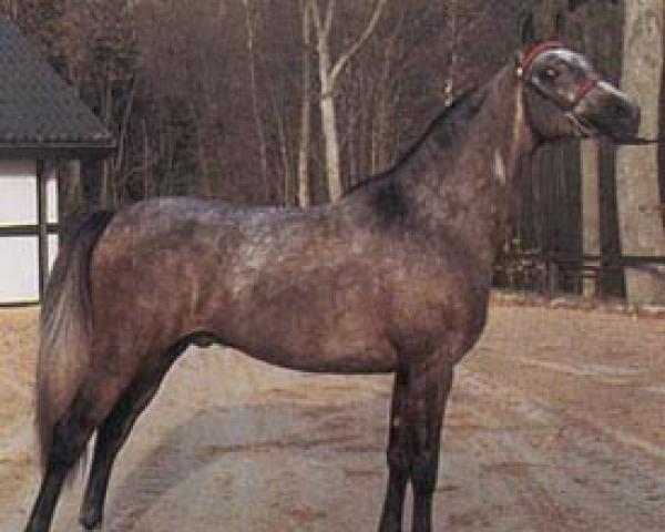 Horse Pusjkin ox (Purebred Arabian, 1980, from Pohaniec 1965 ox)
