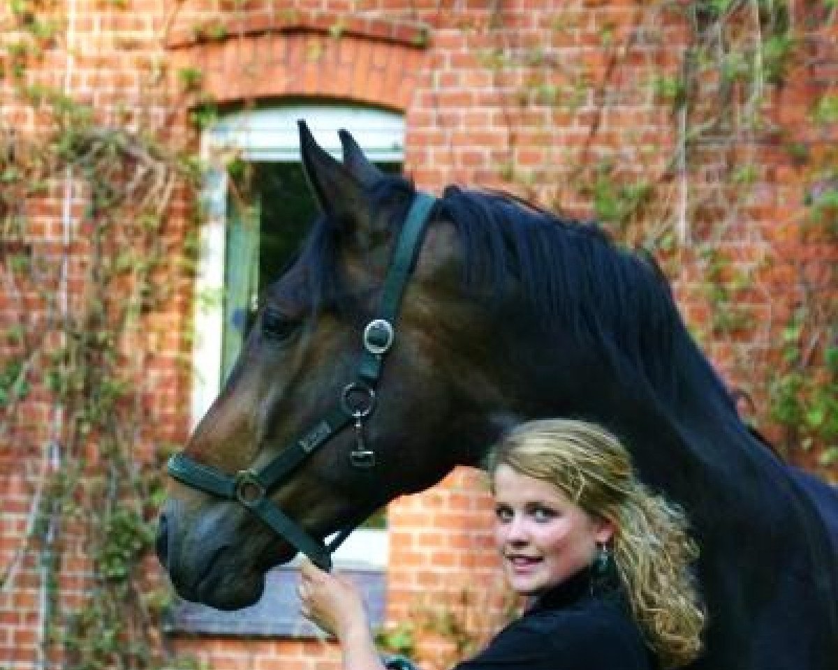 Pferd Elwood (Hannoveraner, 2003, von Embassy I)