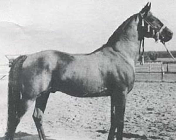 stallion Grand ox (Arabian purebred, 1944, from Kuhailan Abu Urkub 1935 ox)