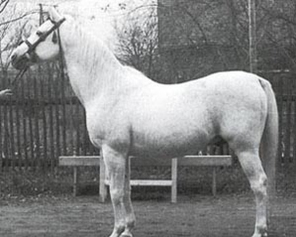 stallion Ali Said ox (Arabian purebred, 1940, from Kuhailan Said ox)