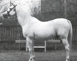 stallion Ali Said ox (Arabian purebred, 1940, from Kuhailan Said ox)