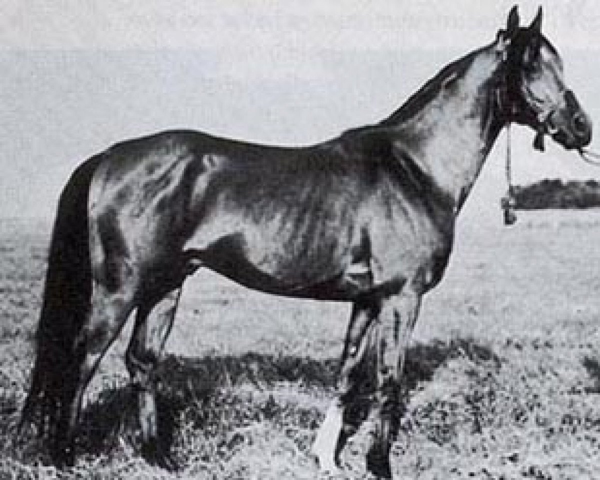 stallion Kord ox (Arabian purebred, 1961, from Grand ox)
