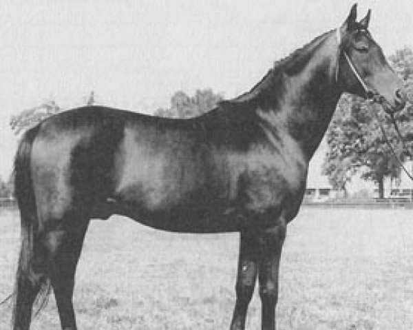 stallion Elbrus ox (Arabian purebred, 1965, from Mir Said 1953 ox)