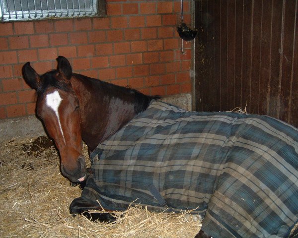 broodmare Dagoressa (Westphalian, 2000, from Danny de Vito 2)