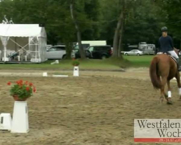 dressage horse Cornetto K (Westphalian, 2006, from Clay)