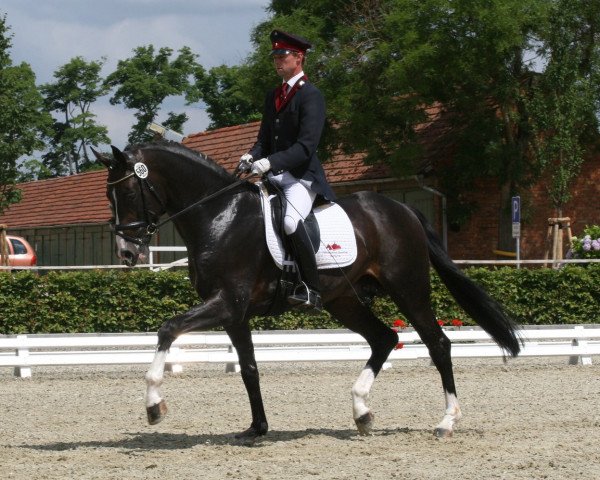 horse Summerhill (Oldenburg, 2003, from Sandro Hit)